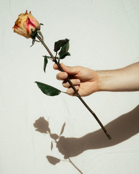 person holding pink rose flower 3_