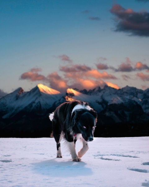 black and white border collie running on snow covered ground during daytime