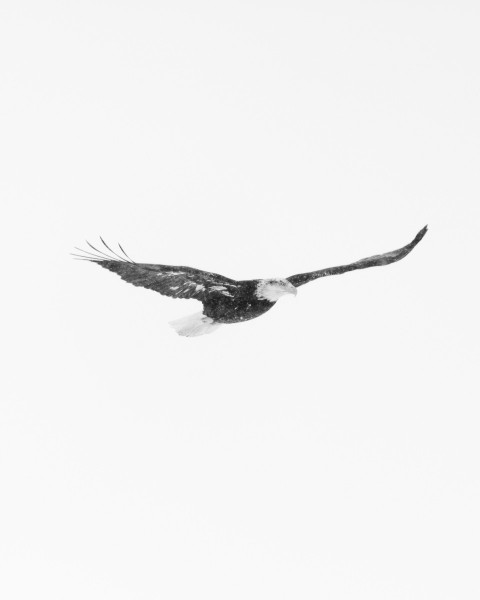 a large bird flying through a white sky