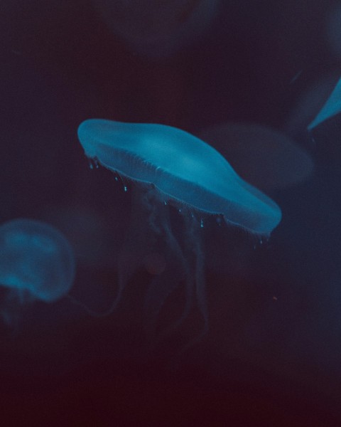 a group of jellyfish swimming in the water