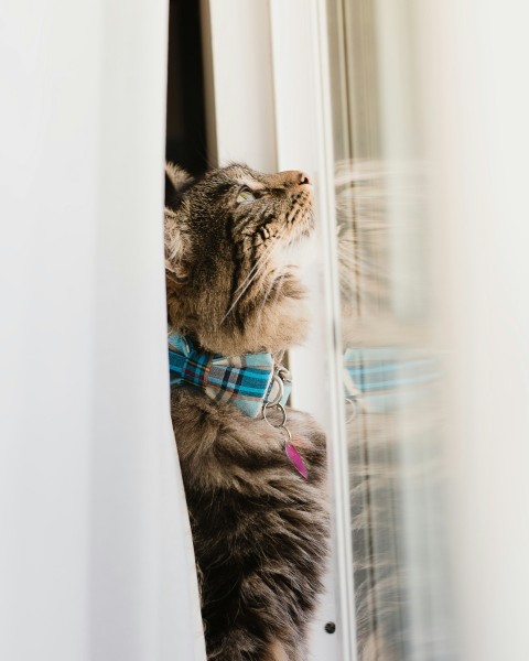 brown cat beside glass window