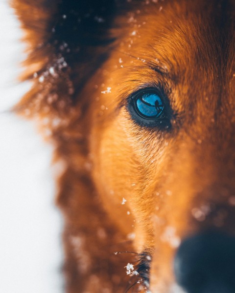 brown short coated dog with blue eyes