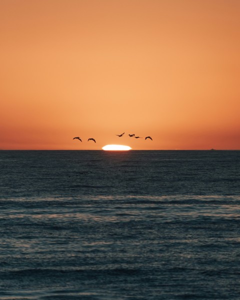 silhouette of bird flying over the sea during sunset