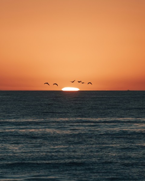 silhouette of bird flying over the sea during sunset