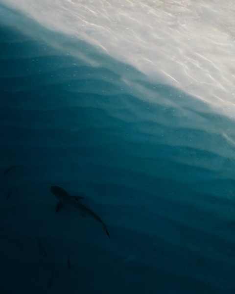 black fish in body of water