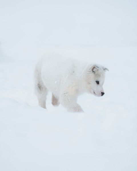 white polar bear on snow covered ground during daytime ljk