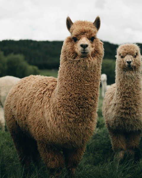 two brown llamas during daytime