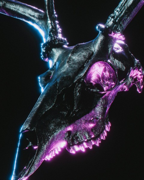 a close up of a purple and black animal skull