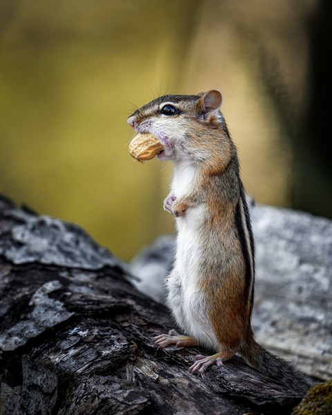 a squirrel with a nut in its mouth