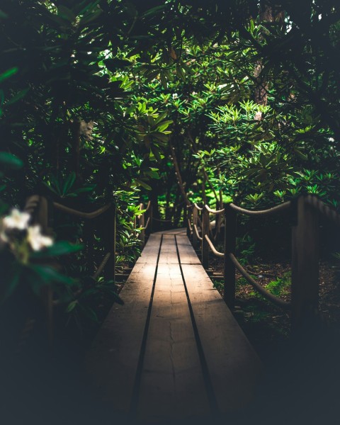 brown wooden pathway