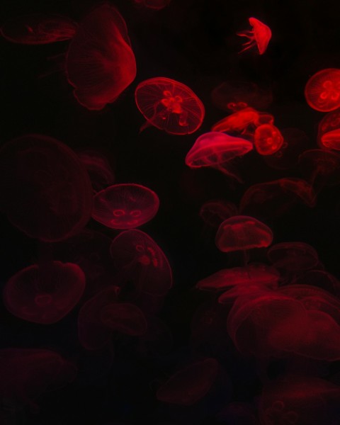 red jellyfish pKPHfNQ