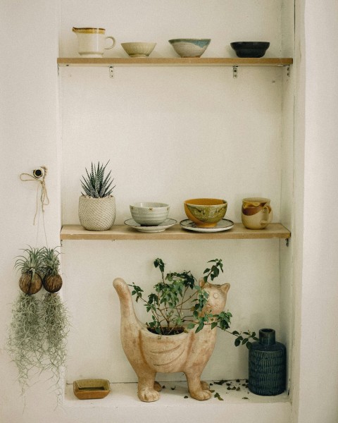 green cactus plants on white ceramic bowls