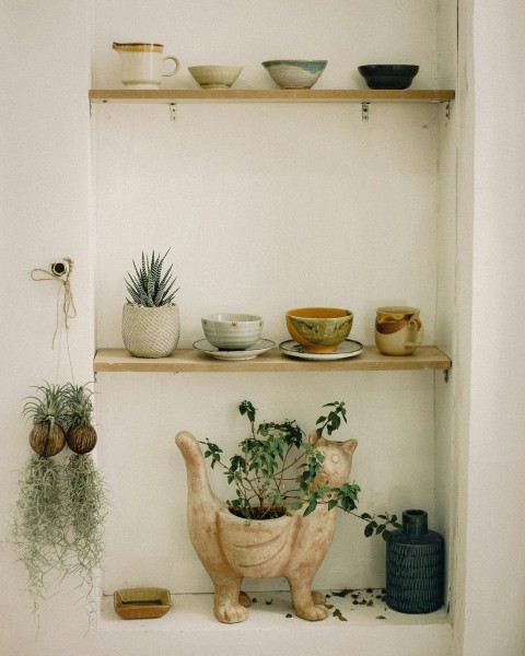 green cactus plants on white ceramic bowls