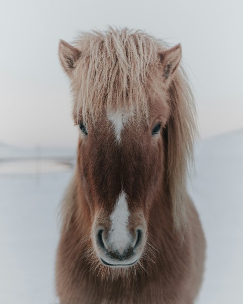 brown horse tolcU