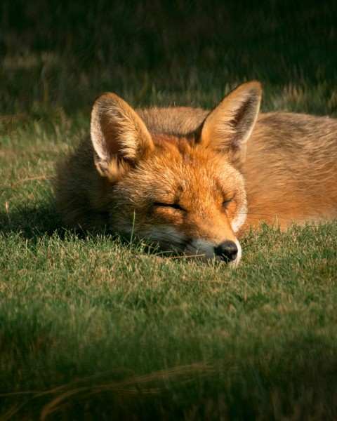 fox close up photography