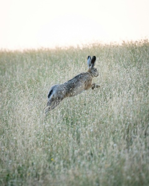 brown and white animal on green grass field during daytime F64cY