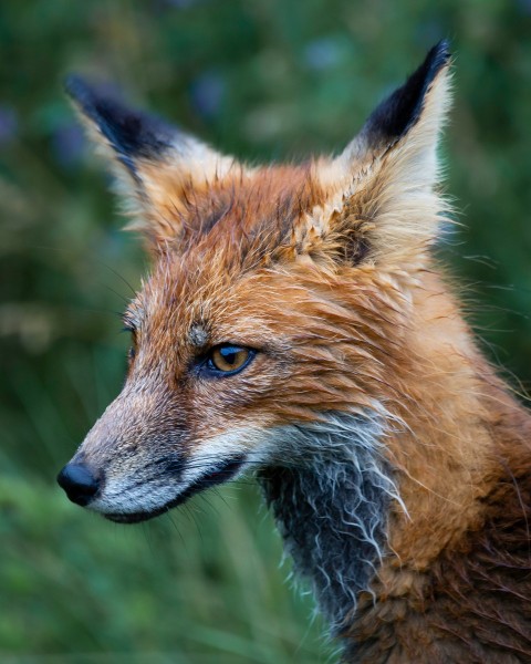 brown fox in tilt shift lens