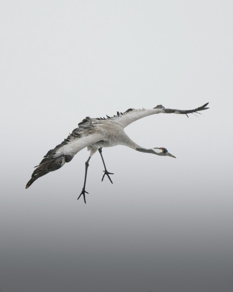 a large bird flying through a foggy sky