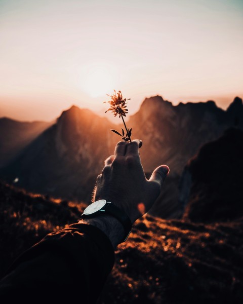 person holding red petaled flower in bloom NDvNb