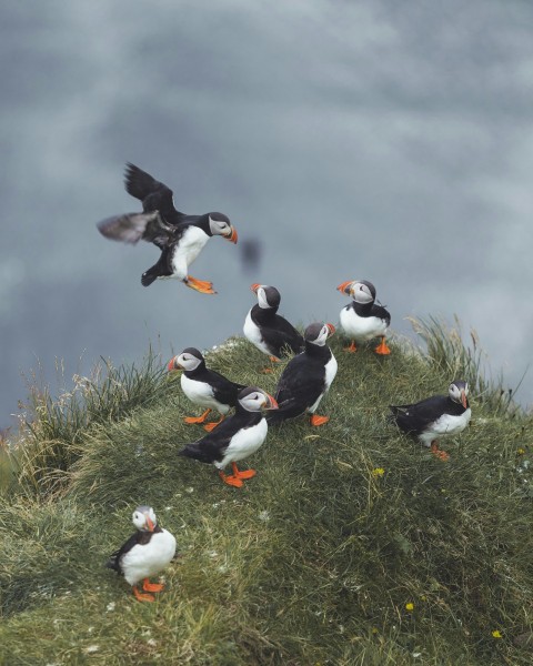 white and black birds on green grass during daytime