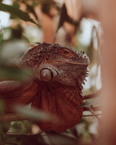 a lizard on a branch