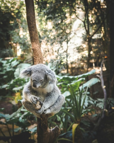 koala sitting on tree branch Q_8