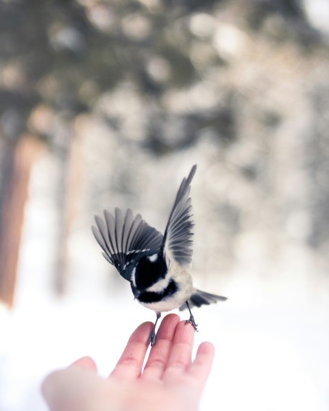 black and white bird on persons hand