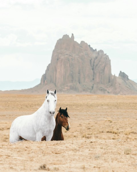 white and brown horses on brown field during daytime jJ5fUtcN