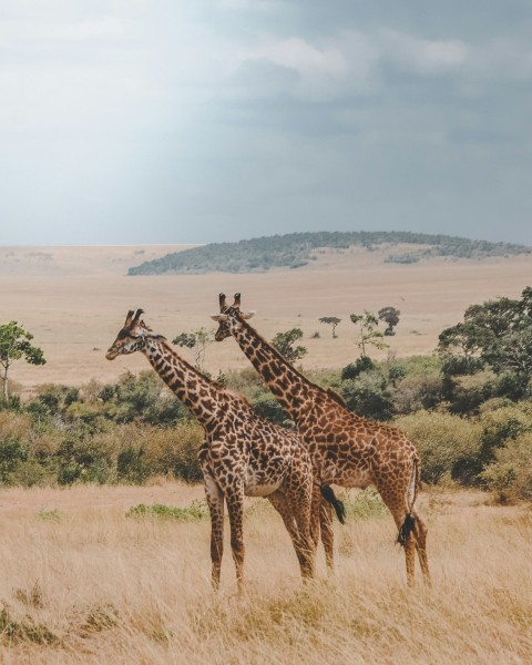 two giraffes standing on brown plants pU