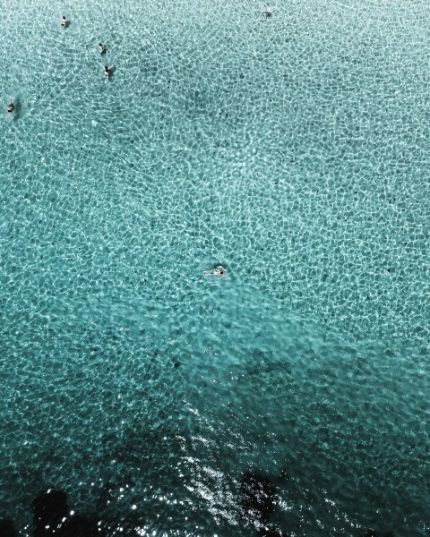 a group of ducks swimming in the water