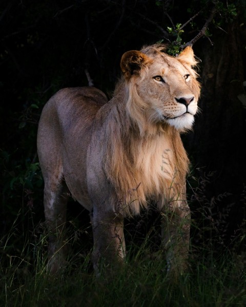 brown lion lying on green grass during daytime