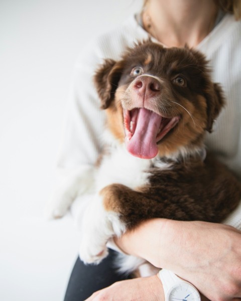 red long coated puppy sticking its tongue out