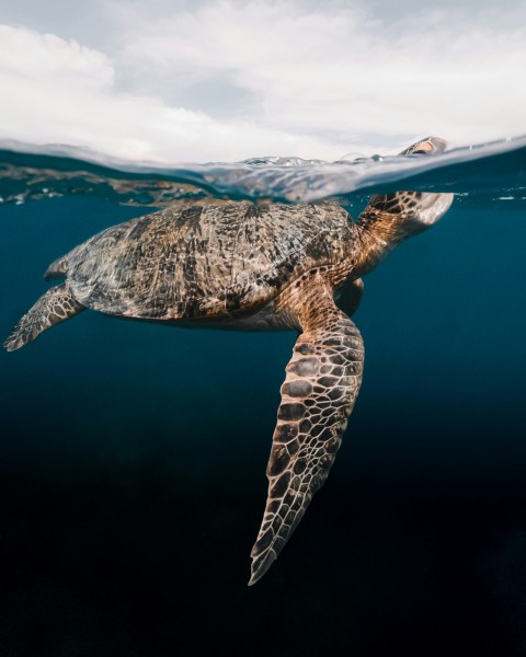 brown and black turtle in water