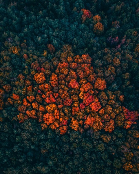 aerial photography of forest mjO1r3WX