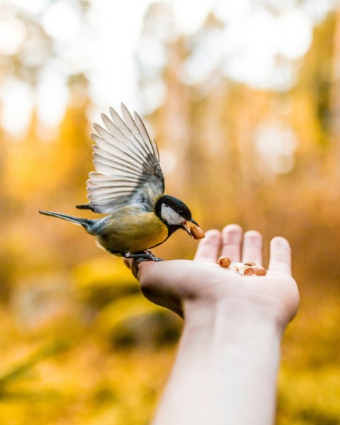 photo of brown and black bird on person palm eating a food fQ2YX56wQ