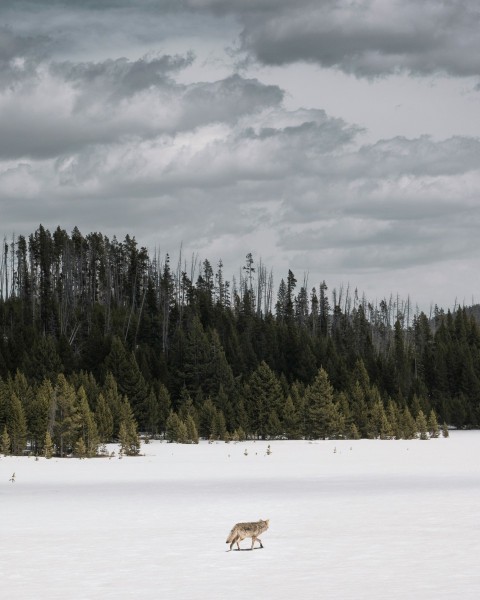 wolf on snow