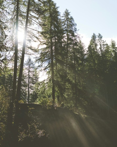 the sun is shining through the trees in the forest