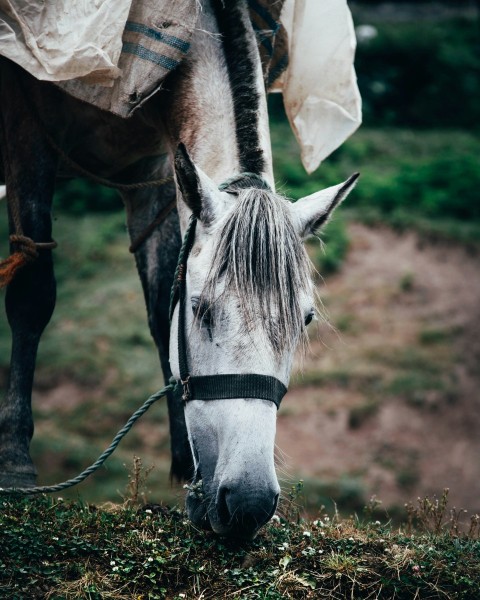 wildlife photography of horse eating grass