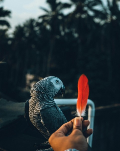 gray and orange bird on persons hand