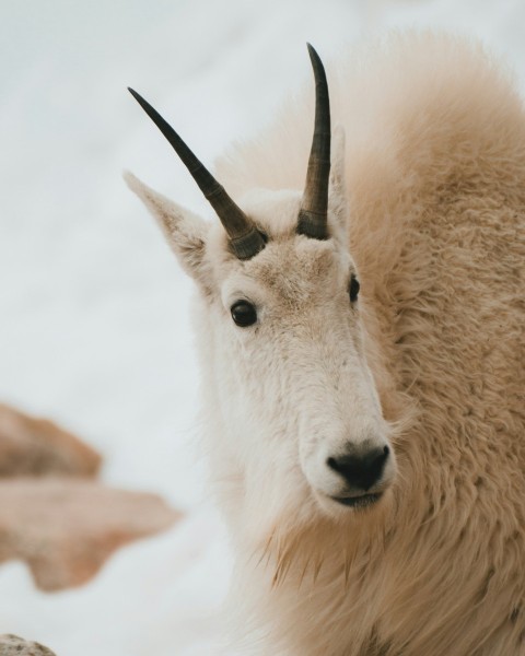 a mountain goat with long horns standing in the snow aC