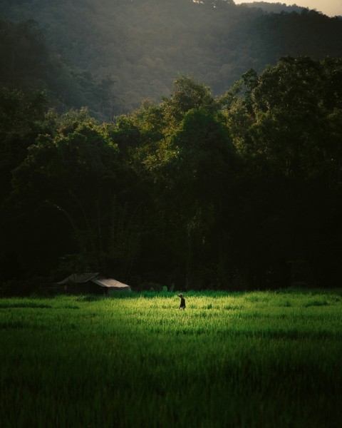 green grass field with trees and mountains in the distance bO_z