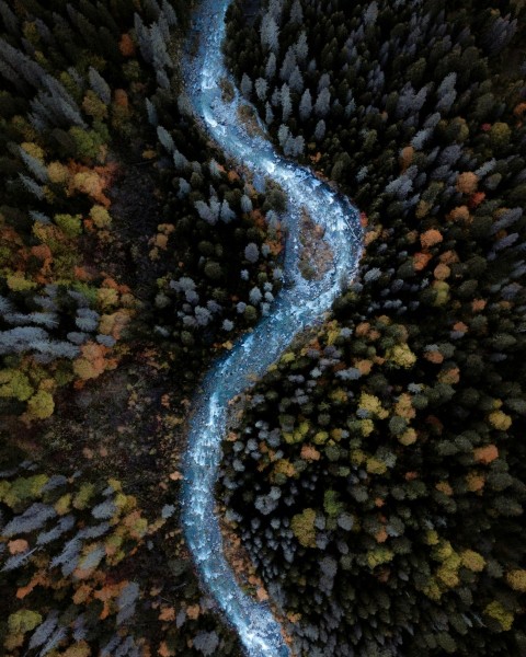 a river running through a forest filled with trees RauJ_pb