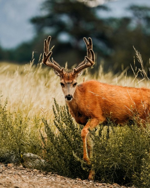 a deer is standing in a field of tall grass