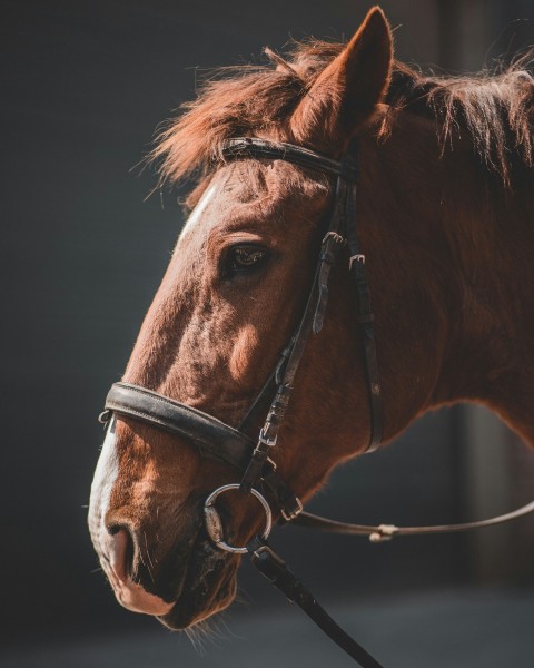 close up photo of brown horse head