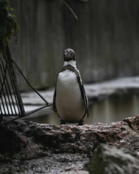 galapagos penguin