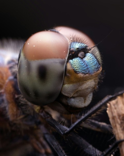 a close up of a bug