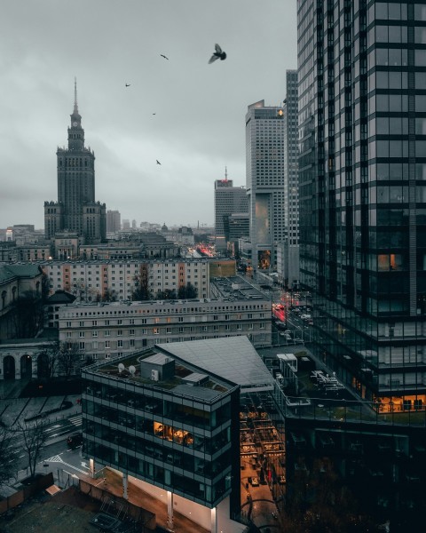 aerial photography of city with high rise buildings showing birds flying above during night time