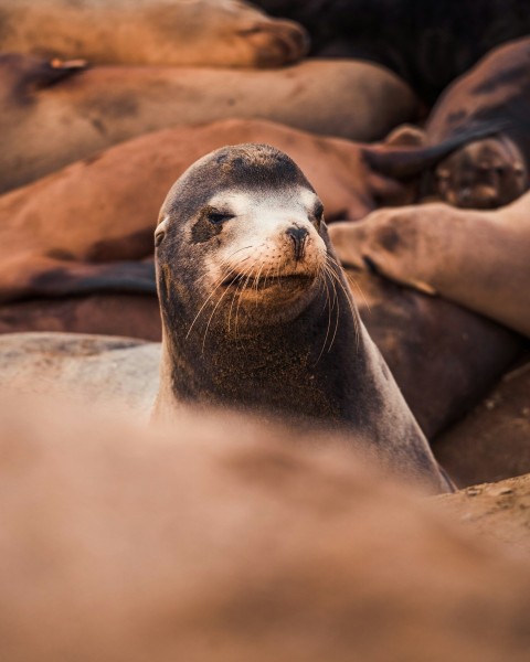 a sea lion laying on top of a pile of rocks