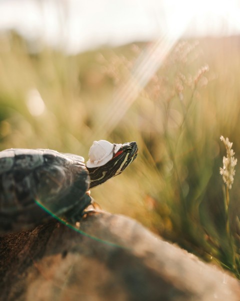 black and white turtle on brown rock