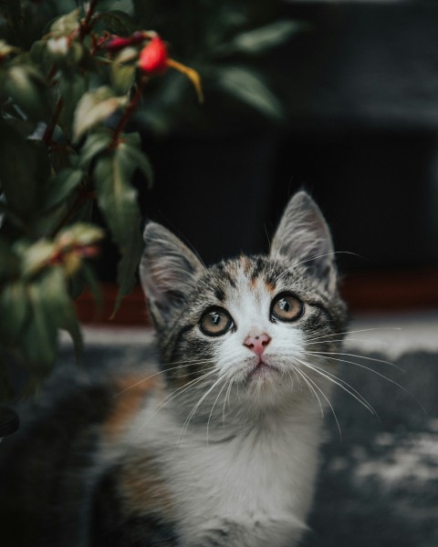 white black and brown cat